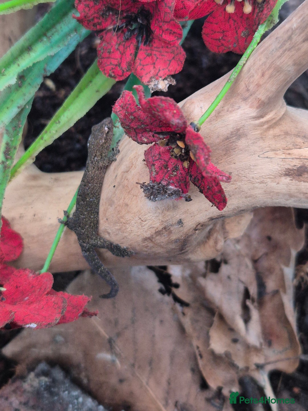 Gecko reptiles for sale: Mourning geckos subadult - Advert 1