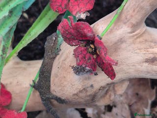 Gecko reptiles Mourning geckos subadult - Advert 5