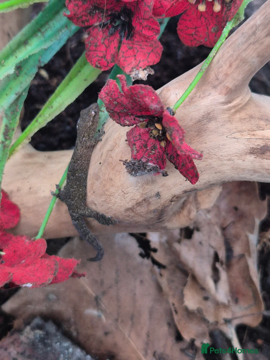 Gecko reptiles for sale: Mourning geckos adult - Advert 1