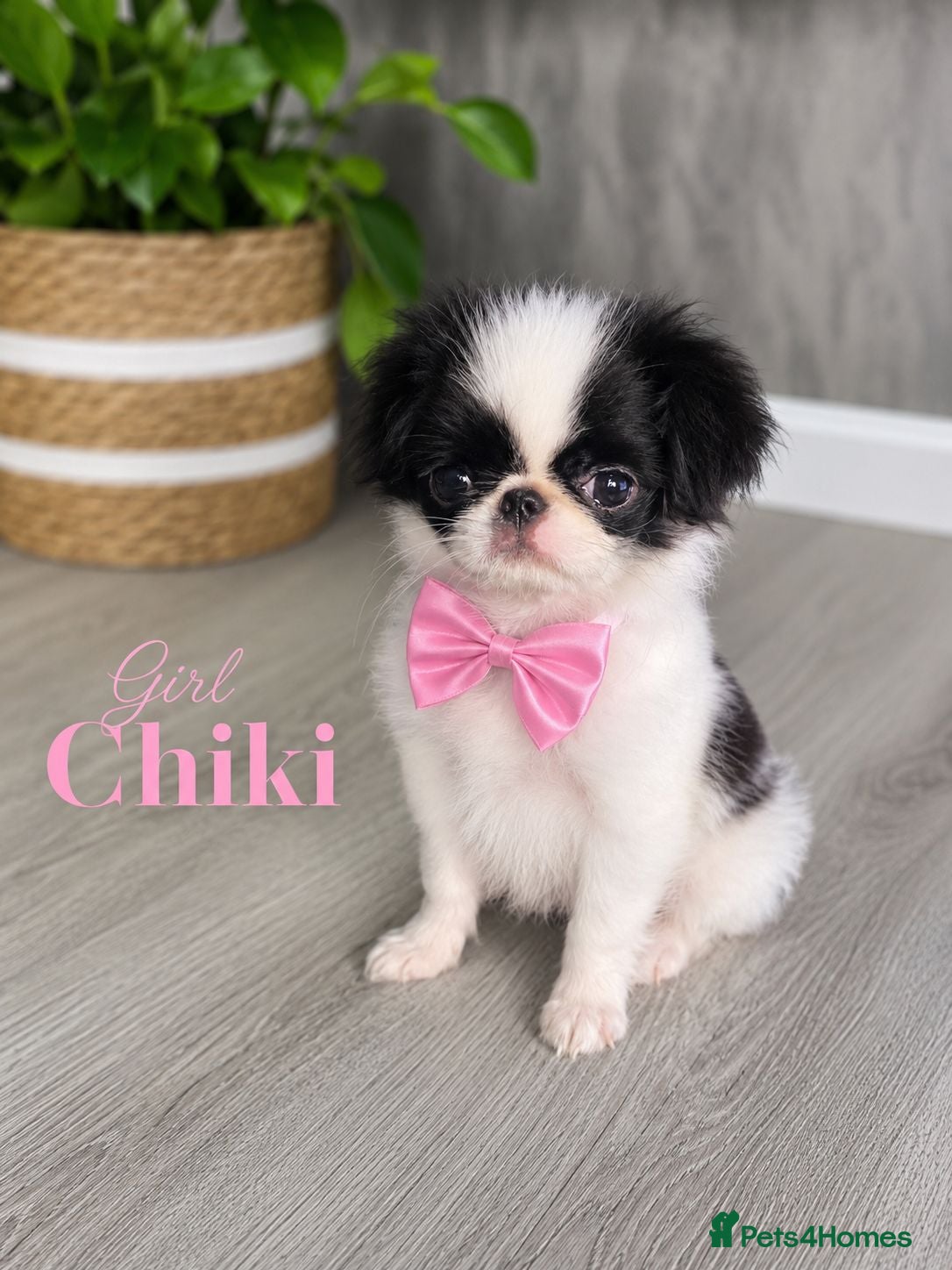 Japanese Chin dogs Beautiful Japanese Chin puppies - Advert 1