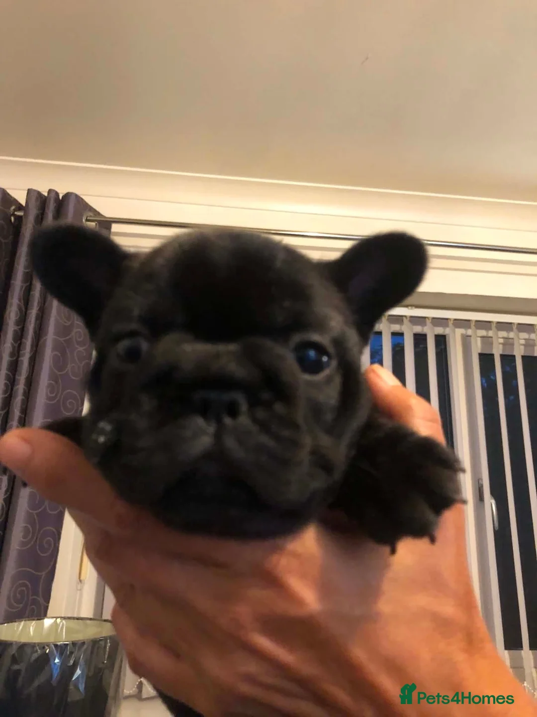 French Bulldog dogs for sale:  Female French Bulldog Pups. Int Champion Sire - Advert 2