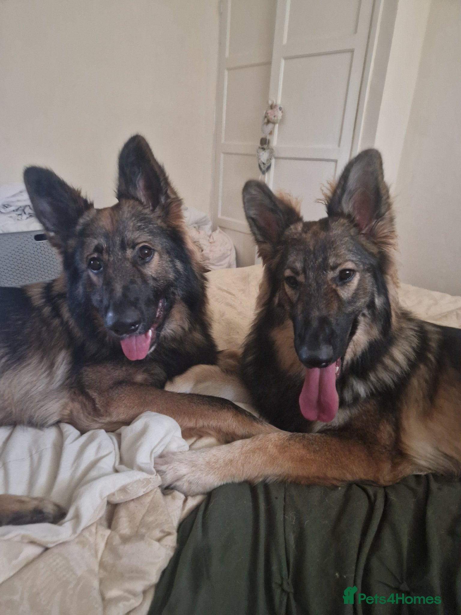 German Shepherd dogs 2 German shepherds one male one female - Advert 2