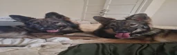 German Shepherd dogs for sale: 2 German shepherds one male one female in Sevenoaks - Advert 1