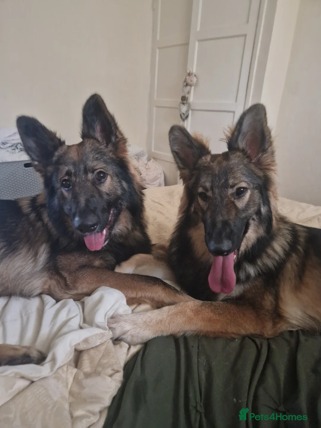 German Shepherd dogs for sale: 2 German shepherds one male one female in Sevenoaks - Advert 1