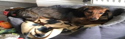 Miniature Dachshund dogs for sale: K.C Longhaired Miniature Dachshund - Advert 3