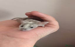Mouse rodents for sale: Fancy mouse waiting list in Milton Keynes - Image 4