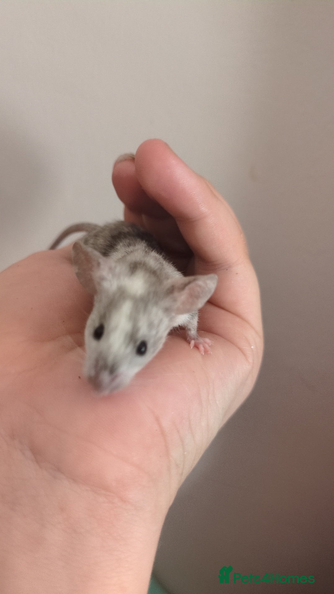 Mouse rodents for sale: Fancy mouse waiting list in Milton Keynes - Image 4