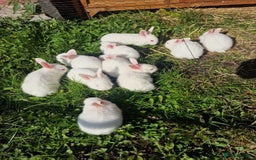 New Zealand rabbits for sale: 11 New zealand rabbits for Sale - Image 8