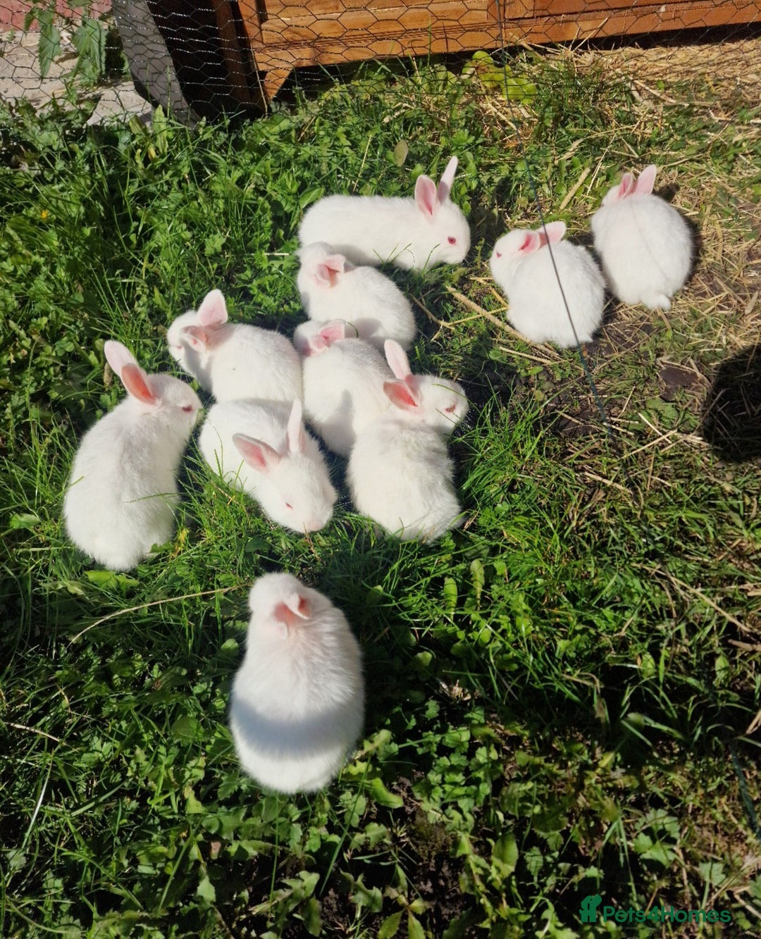 New Zealand rabbits for sale: 11 New zealand rabbits for Sale - Image 8