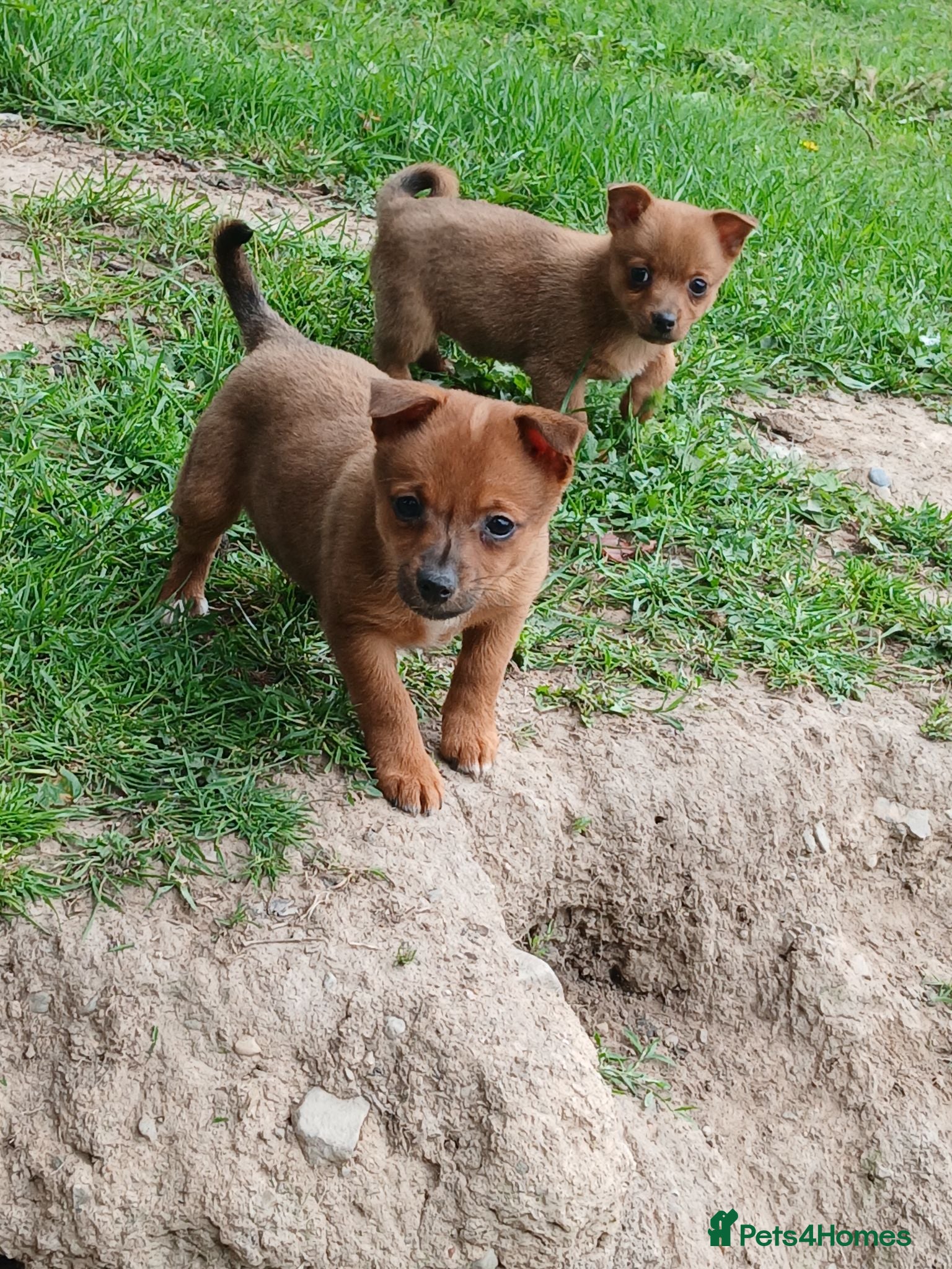 Jack Russell dogs REDUCED £350 each jack Russel puppies 2 girls  - Advert 9