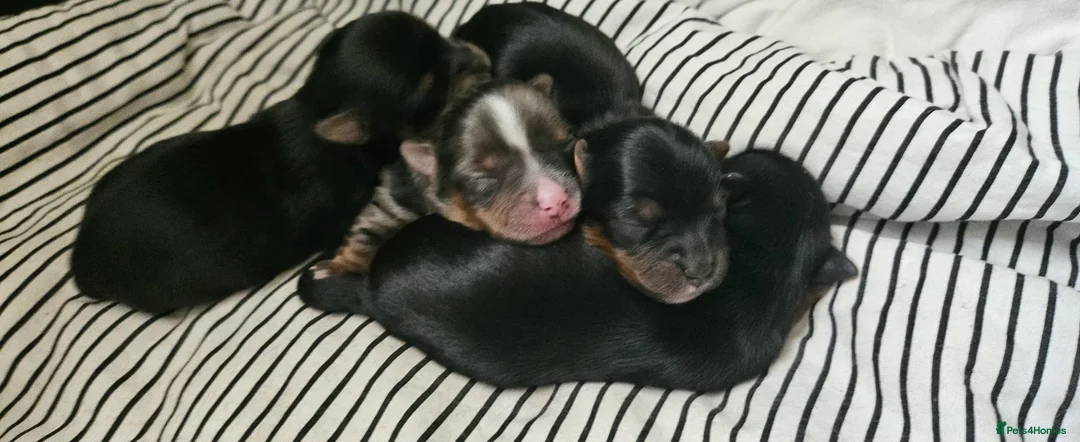 Yorkshire Terrier dogs for sale: Beautiful little Girl 💕Tiny Yorkshire Terrier  - Advert 12