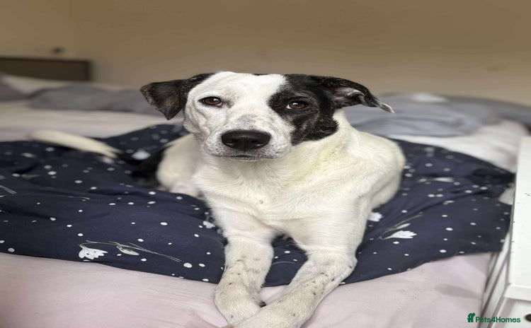 Mixed Breed dogs - Advert 16