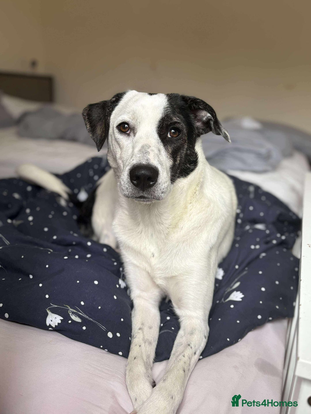 Mixed Breed dogs for adoption: 10 Month Old Clover is looking for a forever home  - Image 1