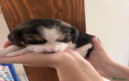 Beagle dogs for sale: Gorgeous beagles KC registered  - Image 15