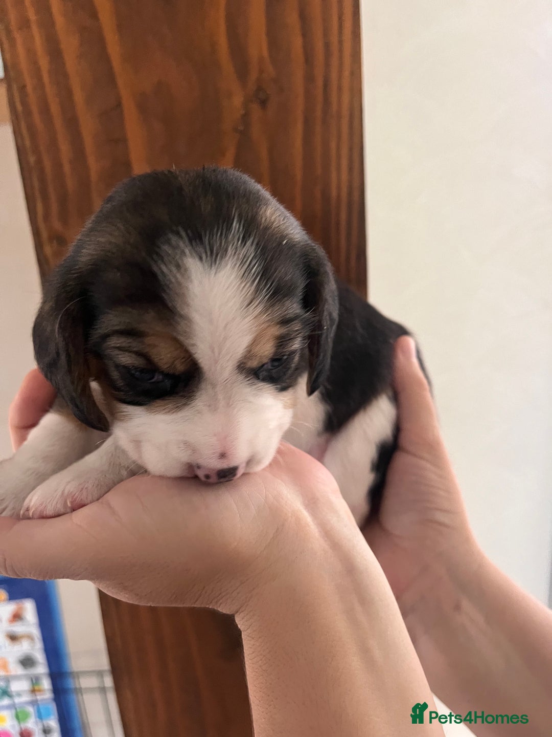 Beagle dogs for sale: Gorgeous beagles KC registered  - Image 15
