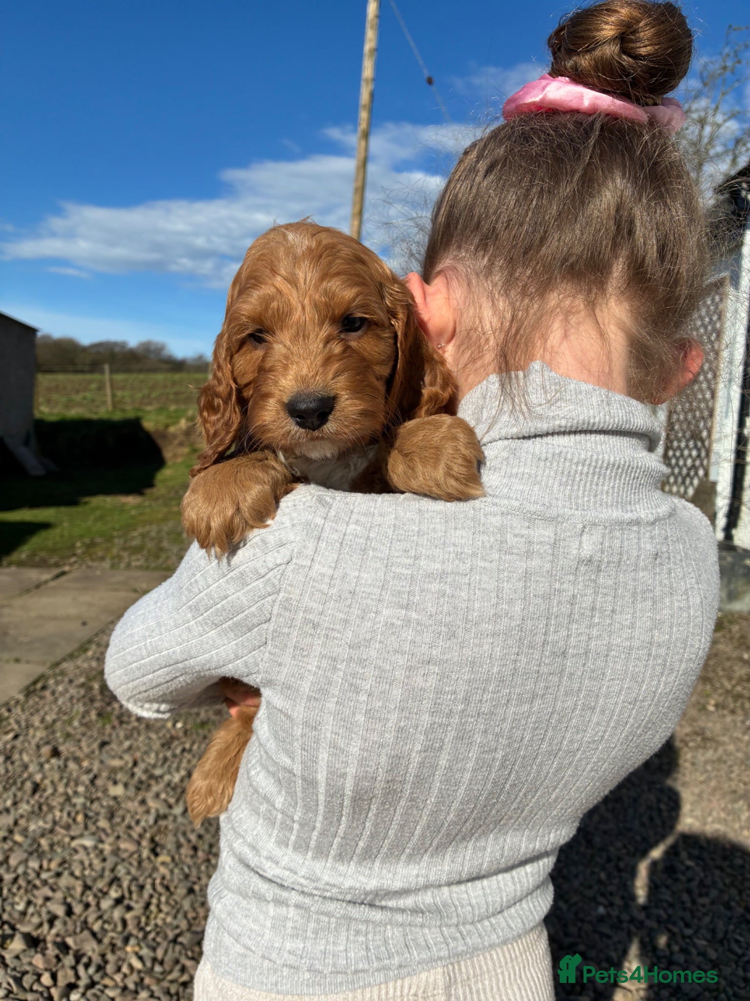 Cockapoo dogs 💜 1 boy left F1 Cockapoo puppies 💜 - Advert 2
