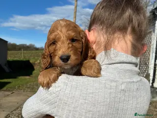 Cockapoo dogs 💜 1 boy left F1 Cockapoo puppies 💜 - Advert 2