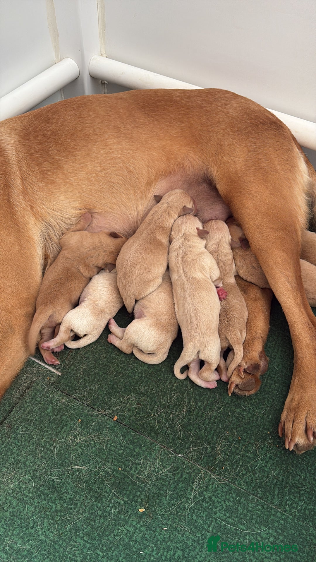 Labrador Retriever dogs for sale: Fox red/dark yellow labs  - Image 5