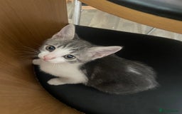 Bengal cats for sale: Two Bengal Cross kittens male and female - Image 12