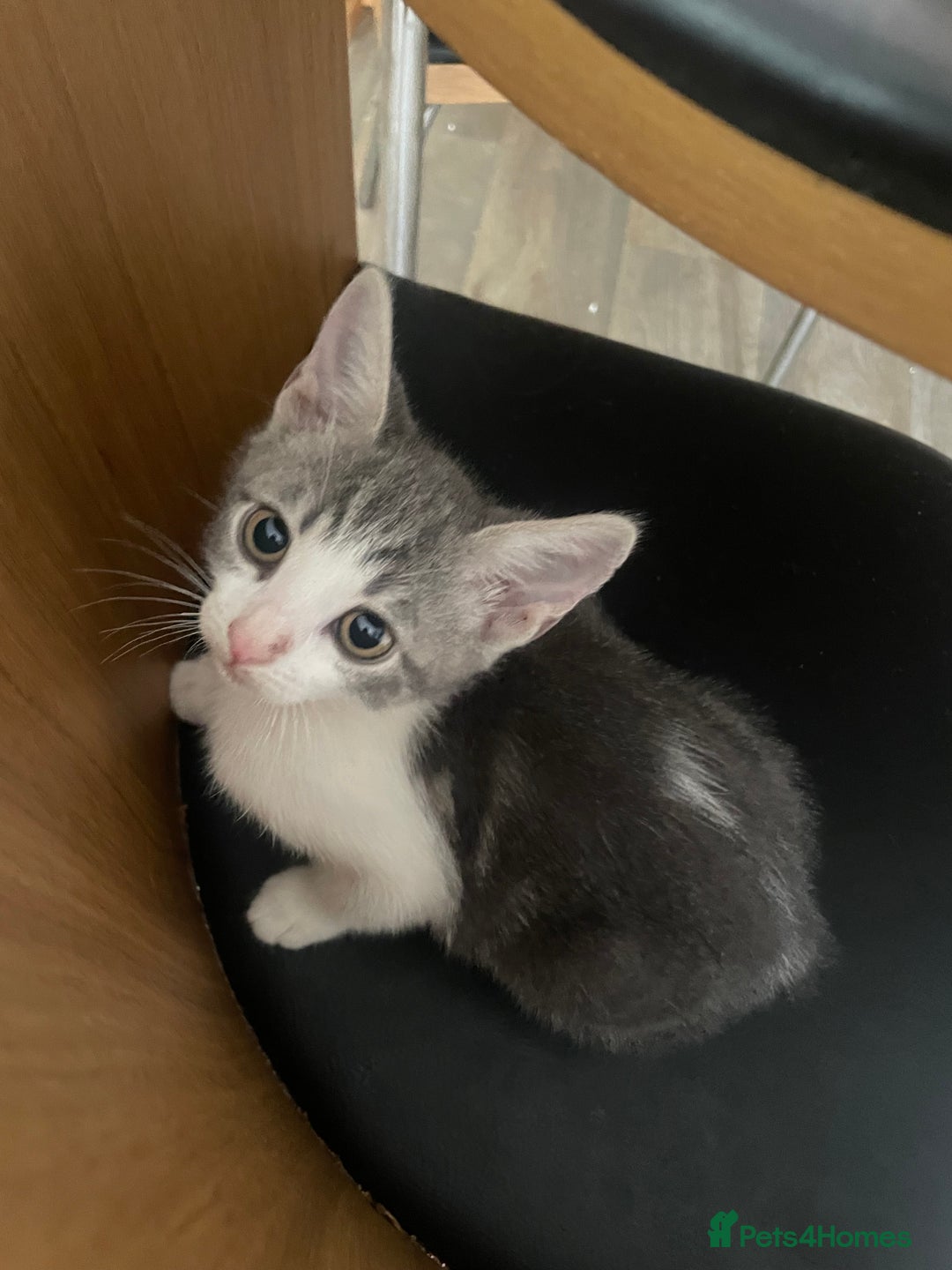 Bengal cats for sale: Two Bengal Cross kittens male and female - Image 12