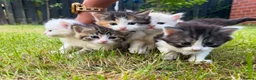 Mixed Breed cats for sale: Beautiful Long-Haired Kittens  - Advert 1