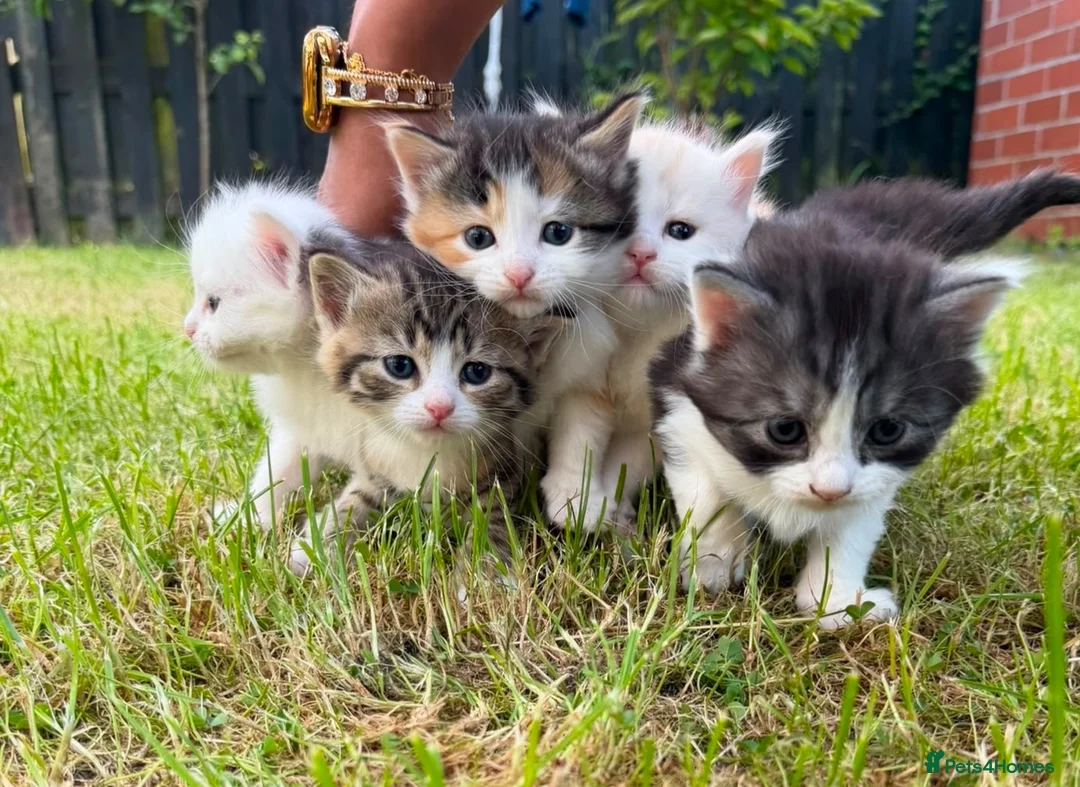 Mixed Breed cats for sale: Beautiful Long-Haired Kittens  - Advert 1