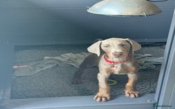 Dobermann dogs for sale: Outstanding Dobermann Puppies 5* licensed breeder - Image 13