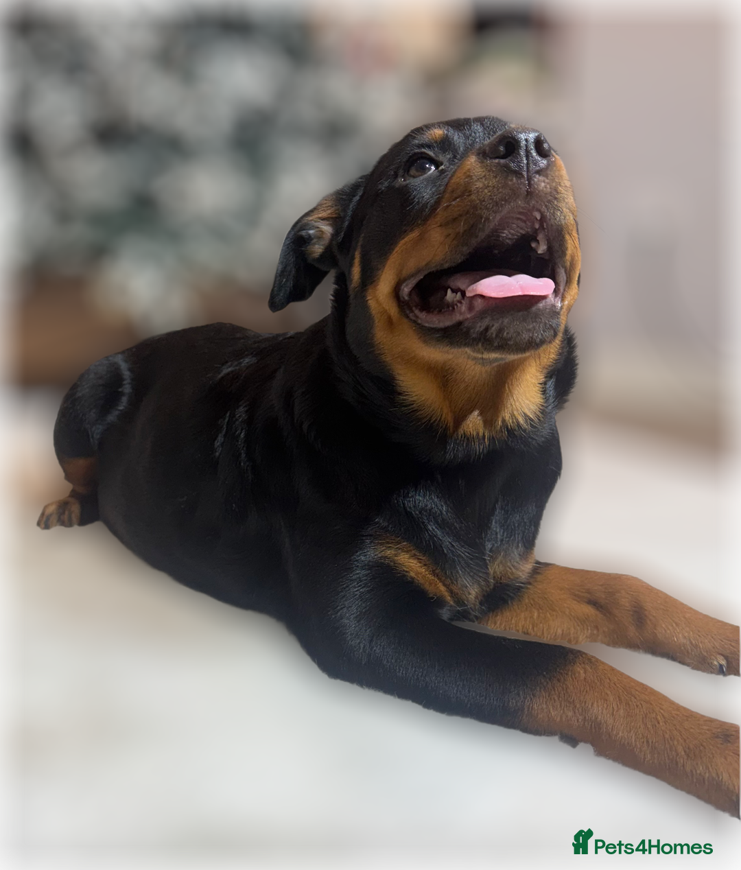 Rottweiler dogs for sale: ROTTWEILER PUPPIES. KC REGISTERED. FREE INSURANCE. - Advert 32