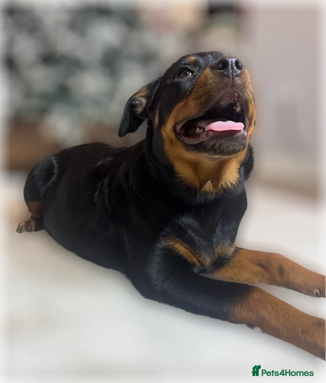 Rottweiler dogs for sale: ROTTWEILER PUPPIES. KC REGISTERED. FREE INSURANCE. - Advert 32