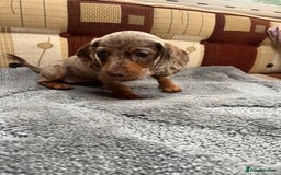 Miniature Dachshund dogs for sale: "2 Girls Left" Beautiful Mini Dachshund Puppies - Image 3