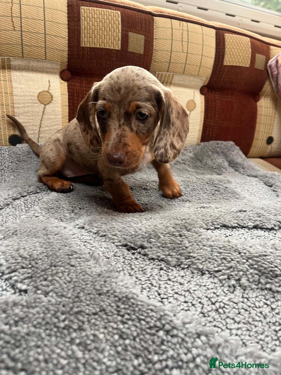 Miniature Dachshund dogs for sale: "2 Girls Left" Beautiful Mini Dachshund Puppies - Image 3
