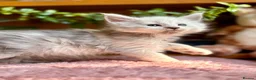 Maine Coon cats for sale: Beautiful Maine Coon kittens - Advert 7