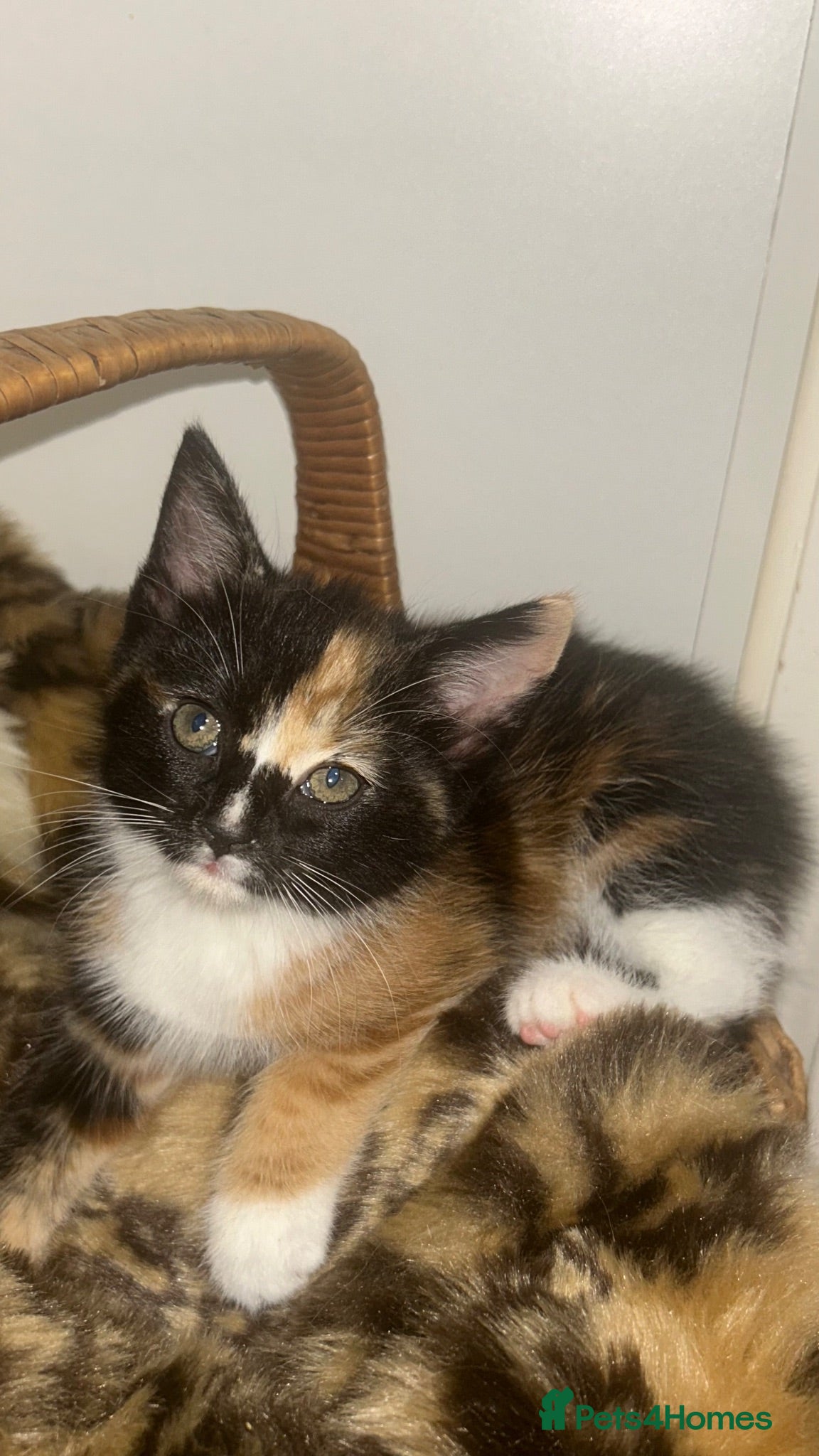 Mixed Breed cats Fluffy Long-Haired Kittens Seeking Loving Homes - Advert 1