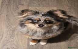 Pomeranian dogs for sale: Pomeranian boy  - Image 6