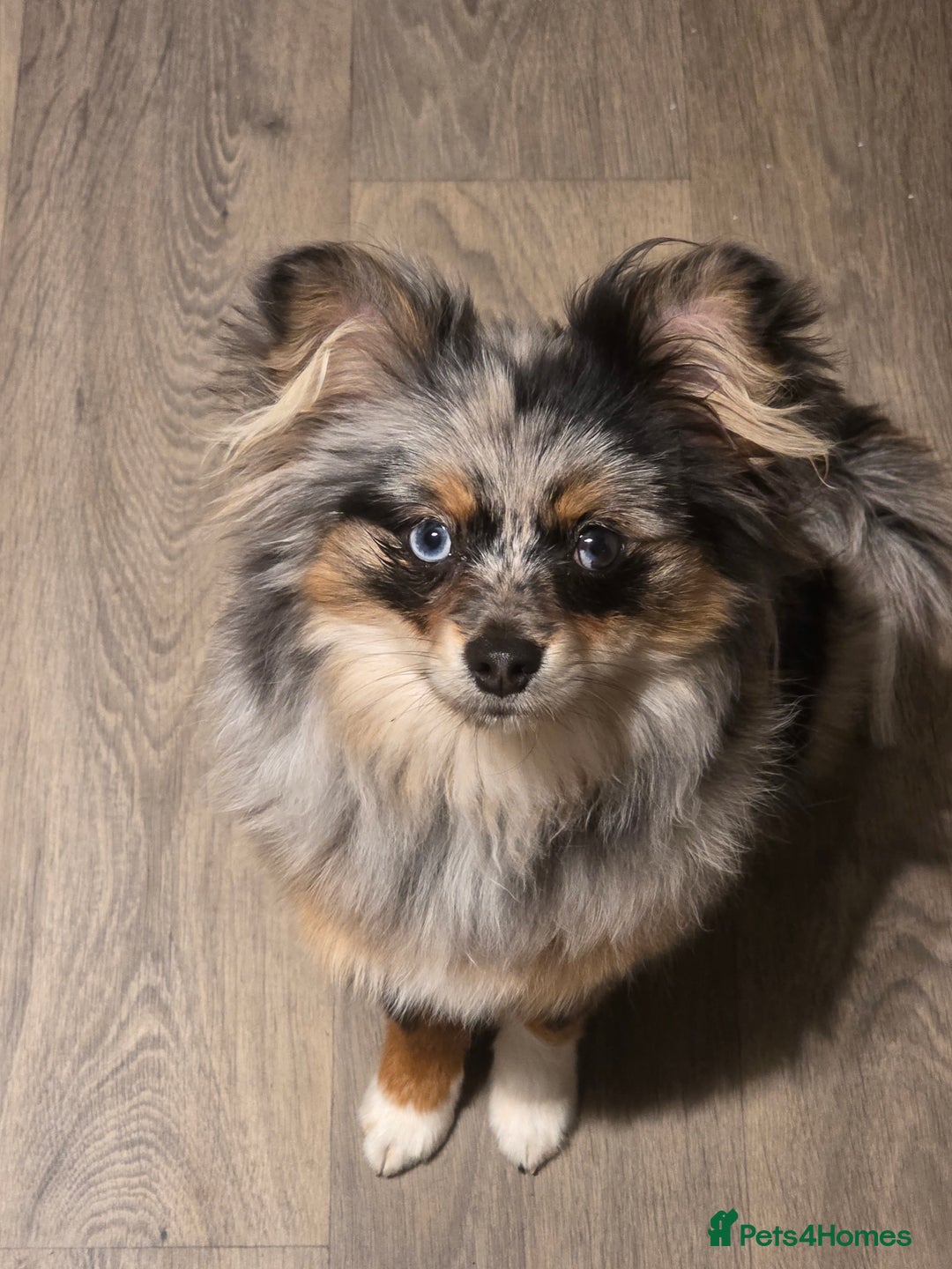 Pomeranian dogs for sale: Pomeranian boy  - Image 6