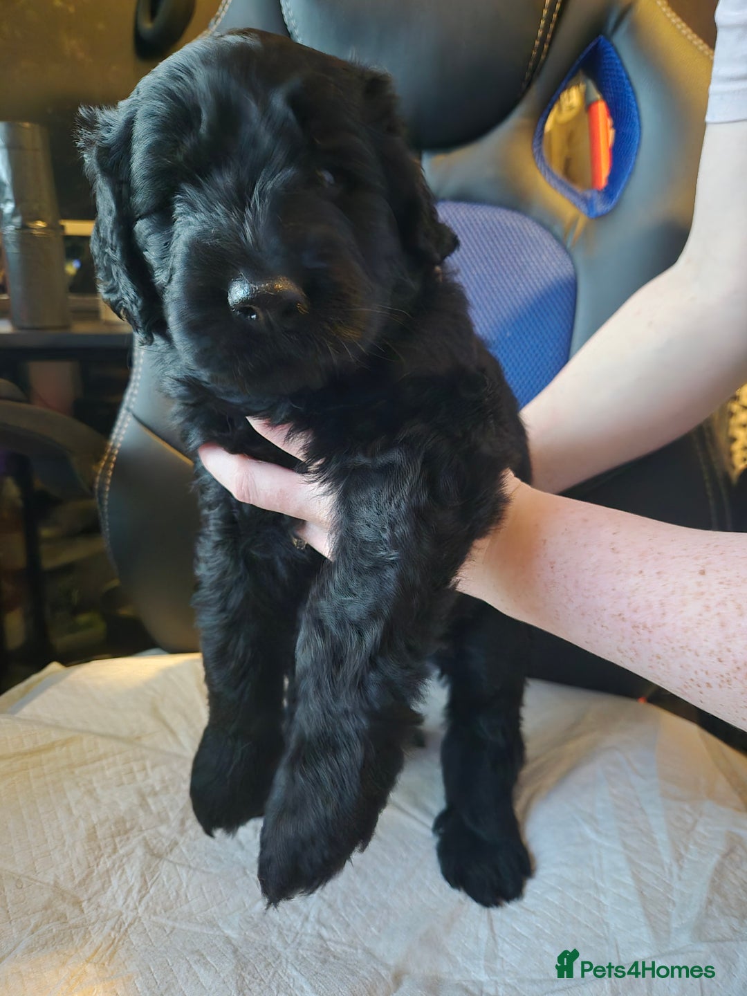 Mixed Breed dogs for sale: Stunning Litter of Labradoodle x Pyrenees - Advert 7