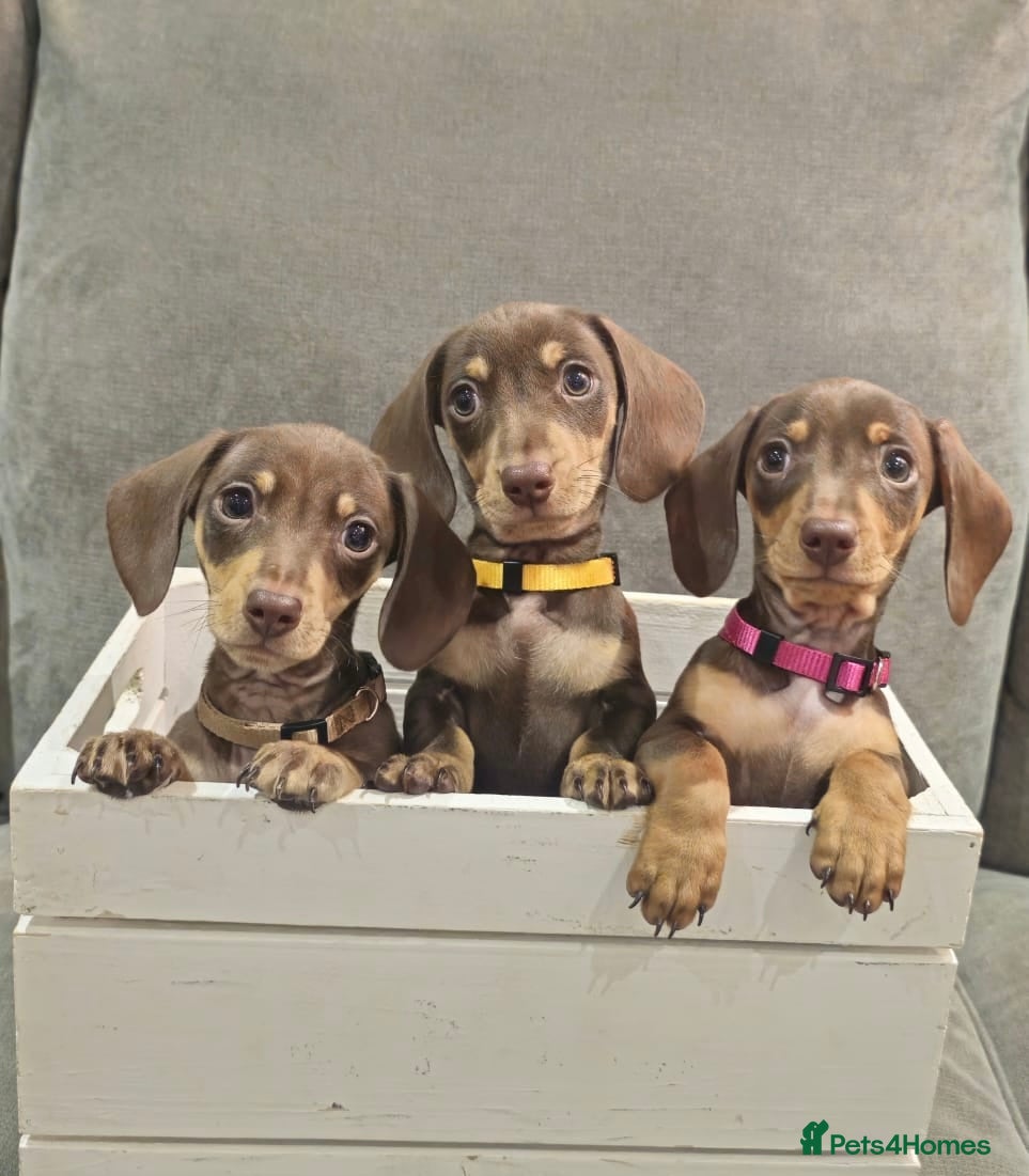 Miniature Dachshund dogs Chocolate & Tan KC Miniature Dachshund Puppies - Advert 11