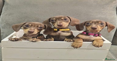 Miniature Dachshund dogs Chocolate & Tan KC Miniature Dachshund Puppies - Advert 10