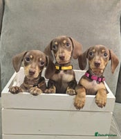 Miniature Dachshund dogs Chocolate & Tan KC Miniature Dachshund Puppies - Advert 4