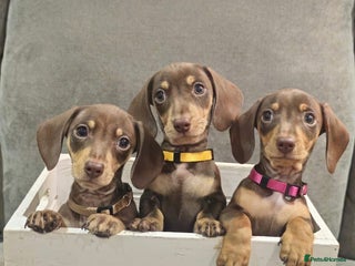 Miniature Dachshund dogs Chocolate & Tan KC Miniature Dachshund Puppies - Advert 1