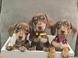 Miniature Dachshund dogs Chocolate & Tan KC Miniature Dachshund Puppies - Advert 11