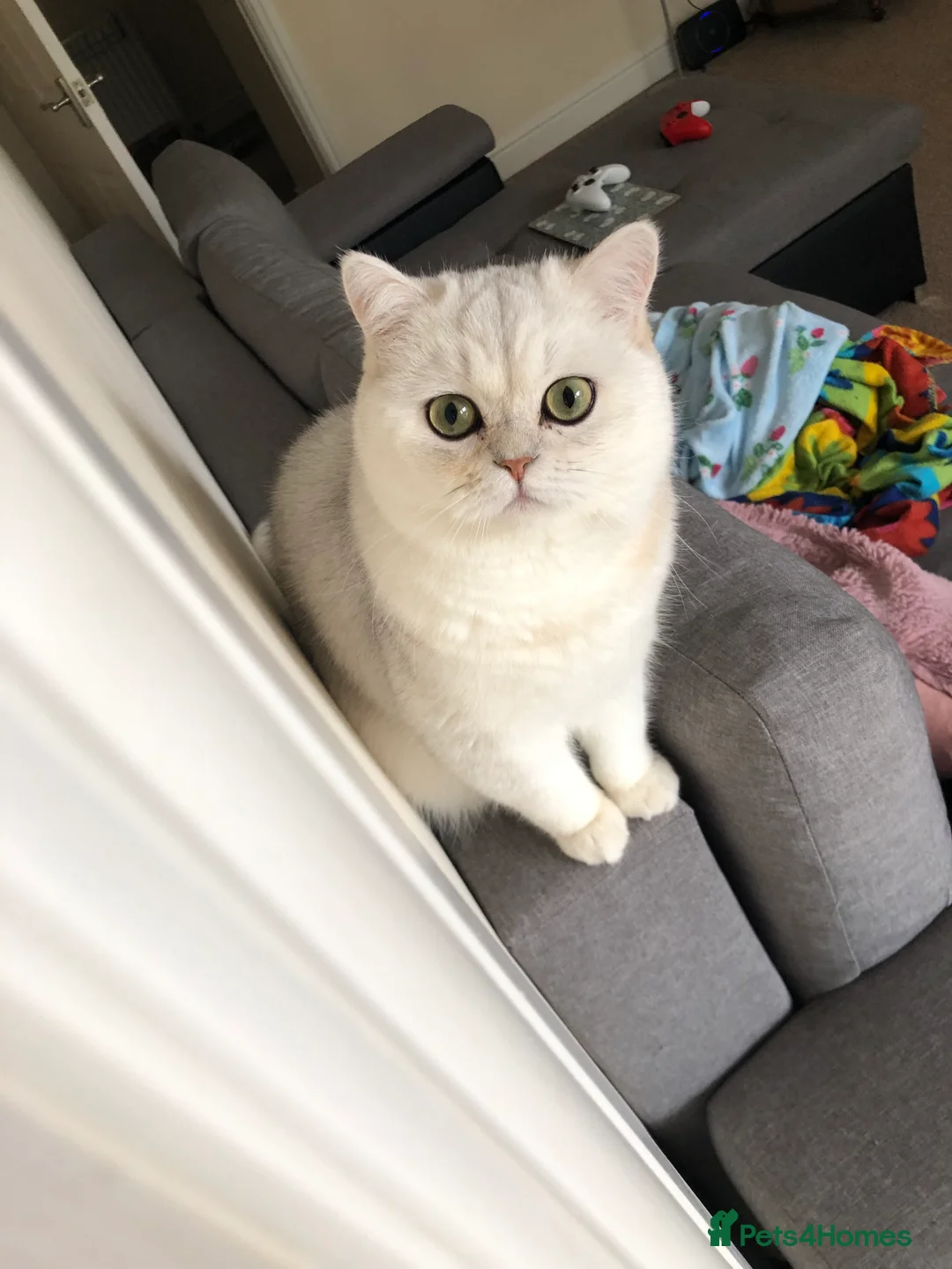 Exotic cats for sale: Very calm exotic  - Advert 3