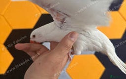 Ringnecks birds for sale: Proven Breeding pairs of ring necks - Image 11