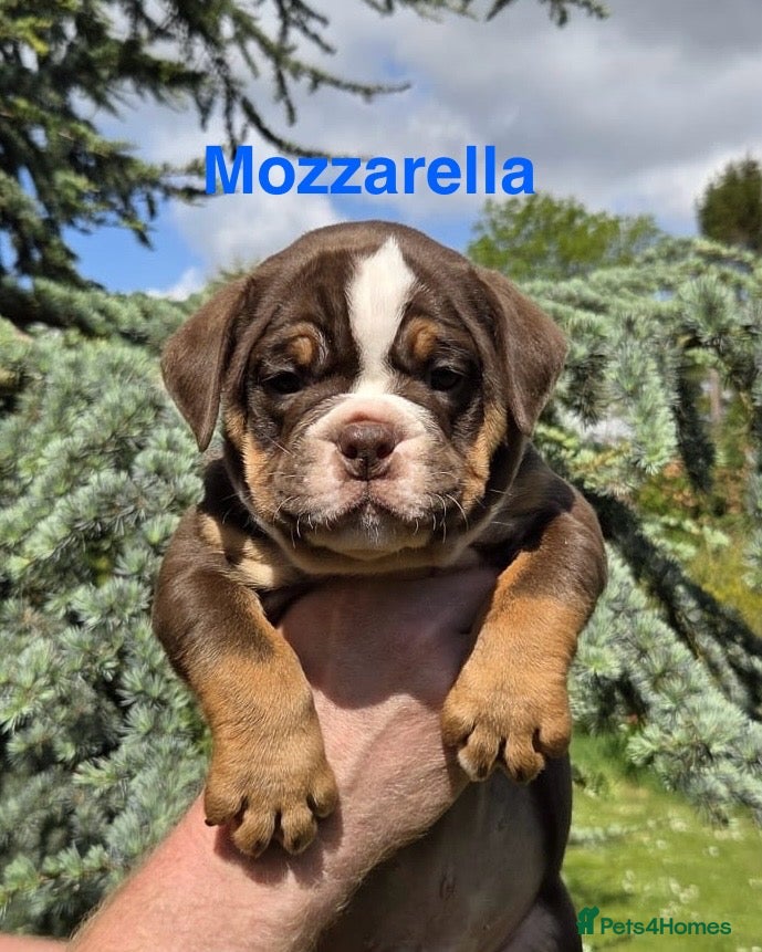 Olde English Bulldogge dogs RAINBOW OLD ENGLISH LITTER !!! - Advert 1