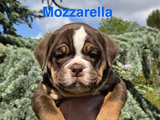 Olde English Bulldogge dogs RAINBOW OLD ENGLISH LITTER !!! - Advert 5