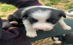 Border Collie dogs for sale: Daisy’s pups - Image 4