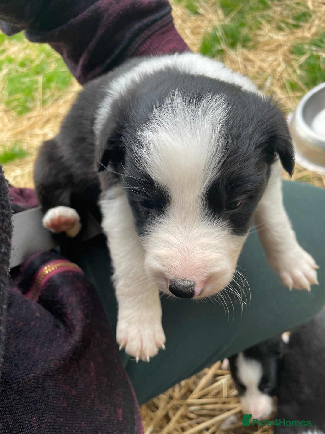 Border Collie dogs for sale: Daisy’s pups - Image 4