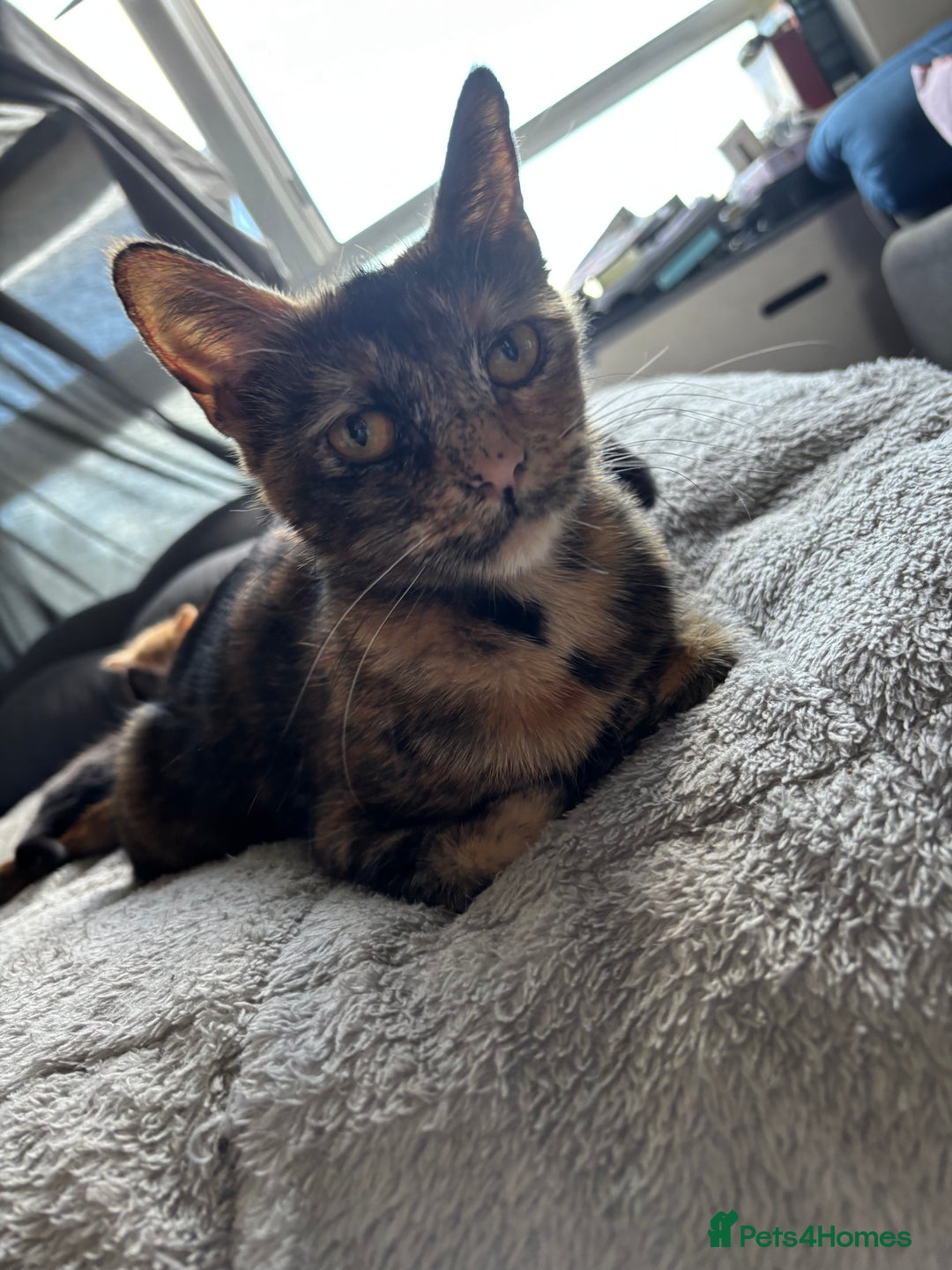 Mixed Breed cats for sale: Beautiful kittens for sale - Image 18