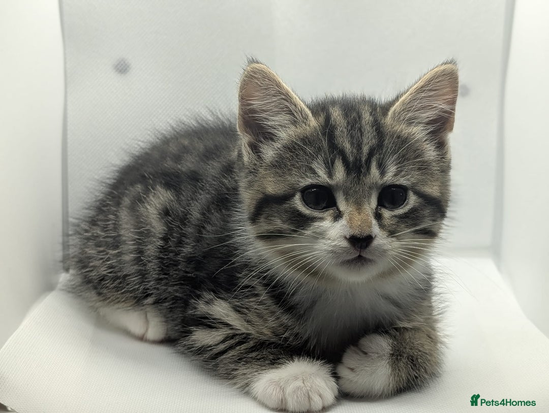 Mixed Breed cats for sale: Beautiful mix breed kittens  - Image 4