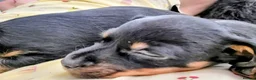 Mixed Breed dogs for sale: Miniature Dauschund/Dorkie pups - Advert 22